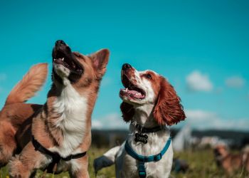 Attain on 5th apartment homes with A happy dog with closed eyes is being petted, mouth open and tongue out, enjoying the affection.